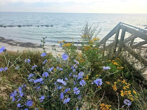 A beach with a wooden walkway leading to the sea, surrounded by blue and yellow flowers. - 4 Star Holiday Home in Stege (Stege)