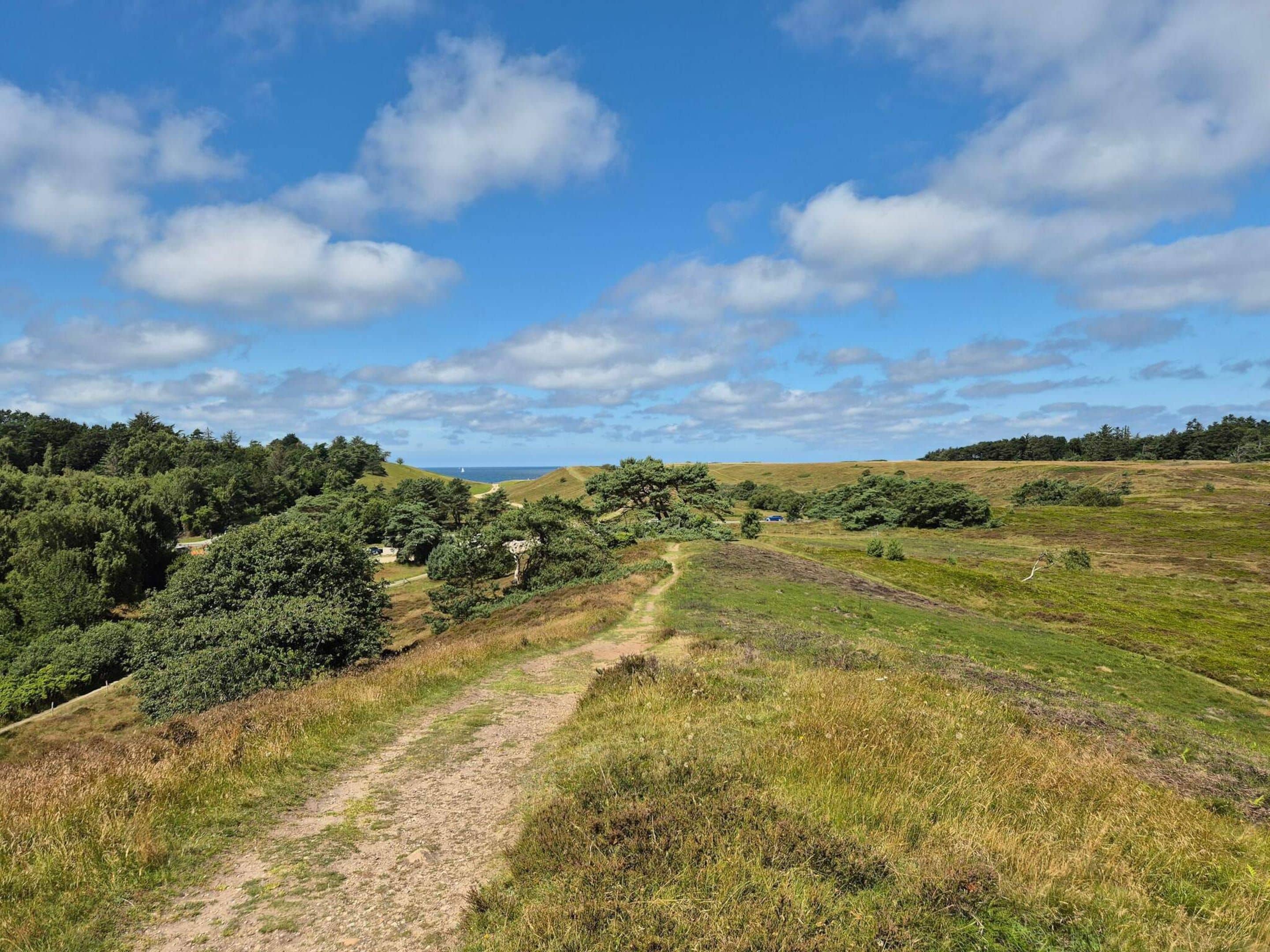 A rural landscape with a dirt path, green fields, and scattered trees.