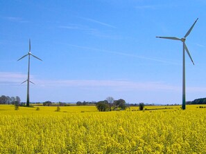 A field with two wind turbines and a yellow flowering field.