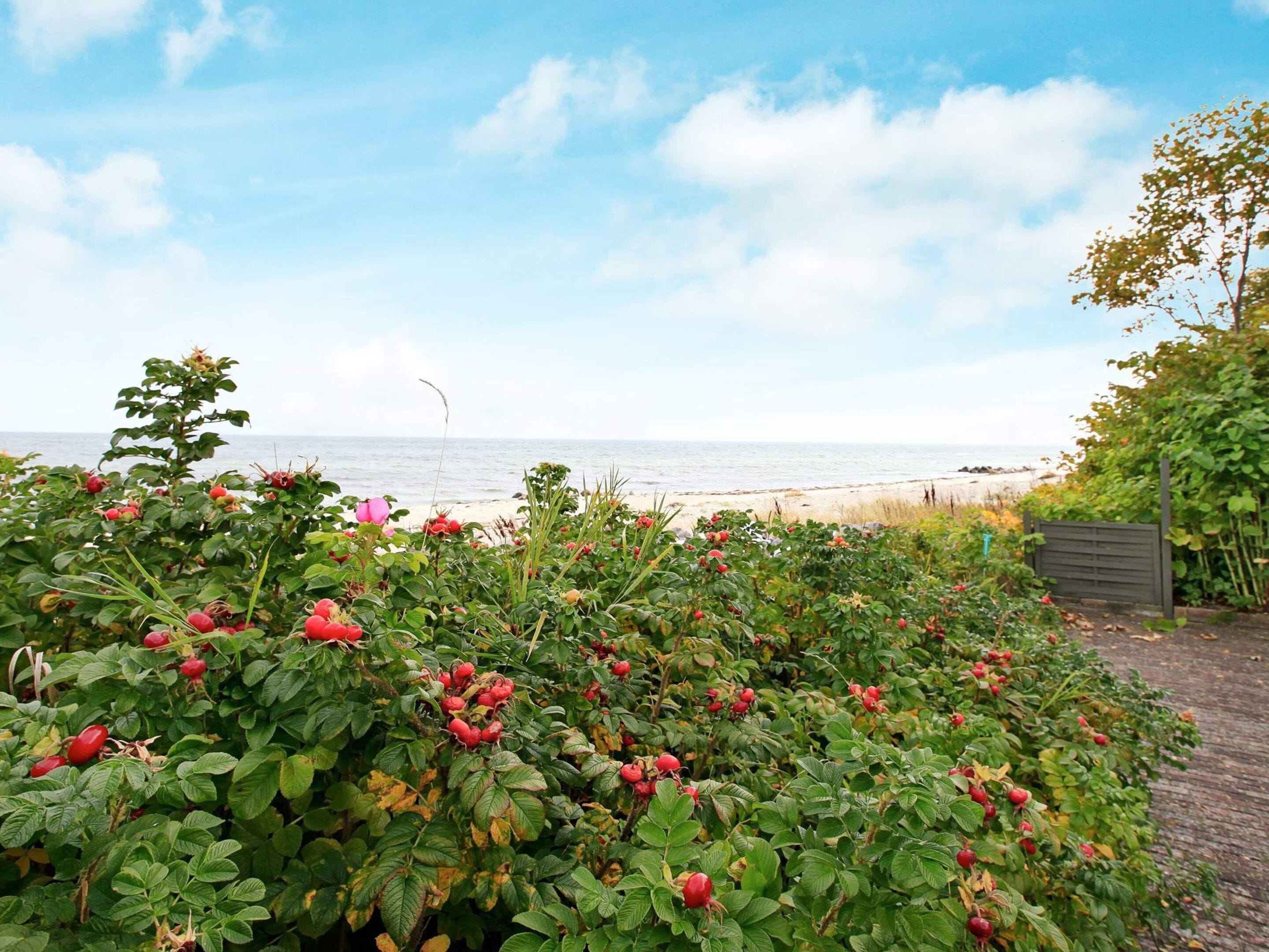 A garden with red berries and a view of the sea.