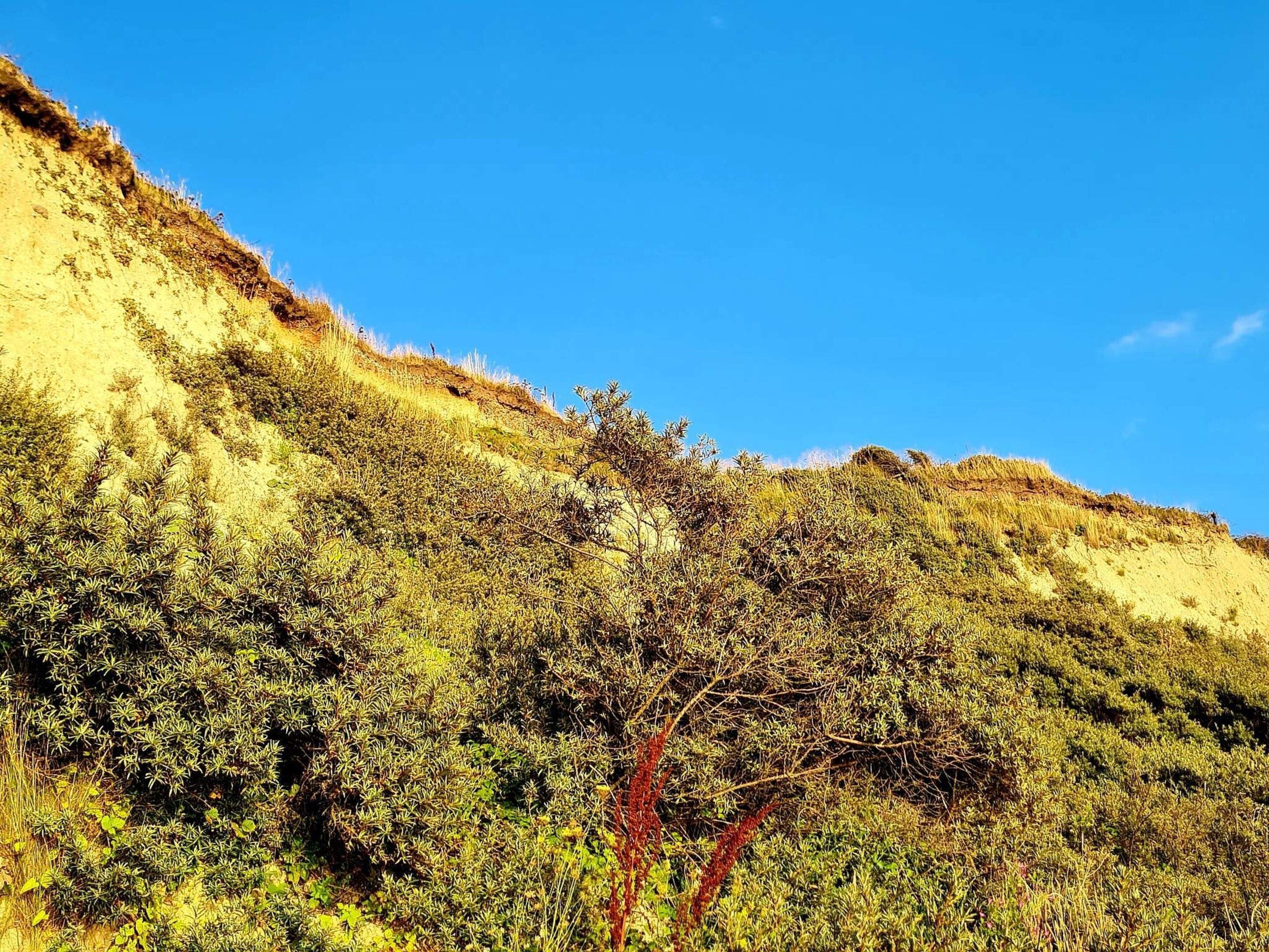 A hillside with dense vegetation and a clear blue sky.