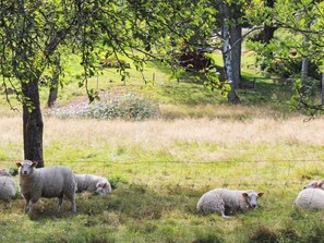 A fenced outdoor area with sheep, trees, and a grassy field. - Holiday Home in Askeröarna (Hjaelteby)