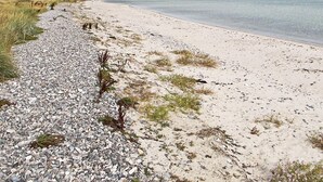 Une plage de galets avec une végétation clairsemée, un ciel dégagé et une eau calme.
