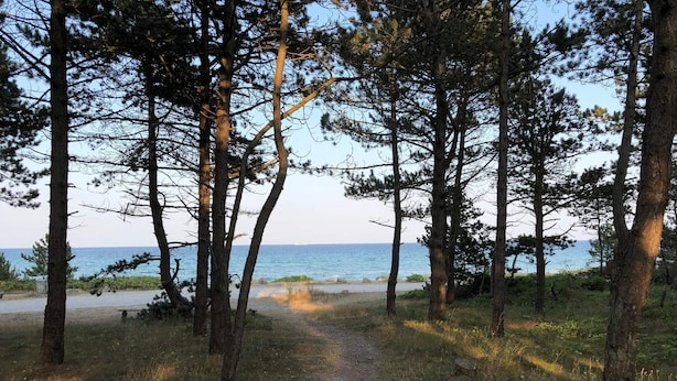 En sti gennem skov der fører til en strand med en bænk og et picnicbord.