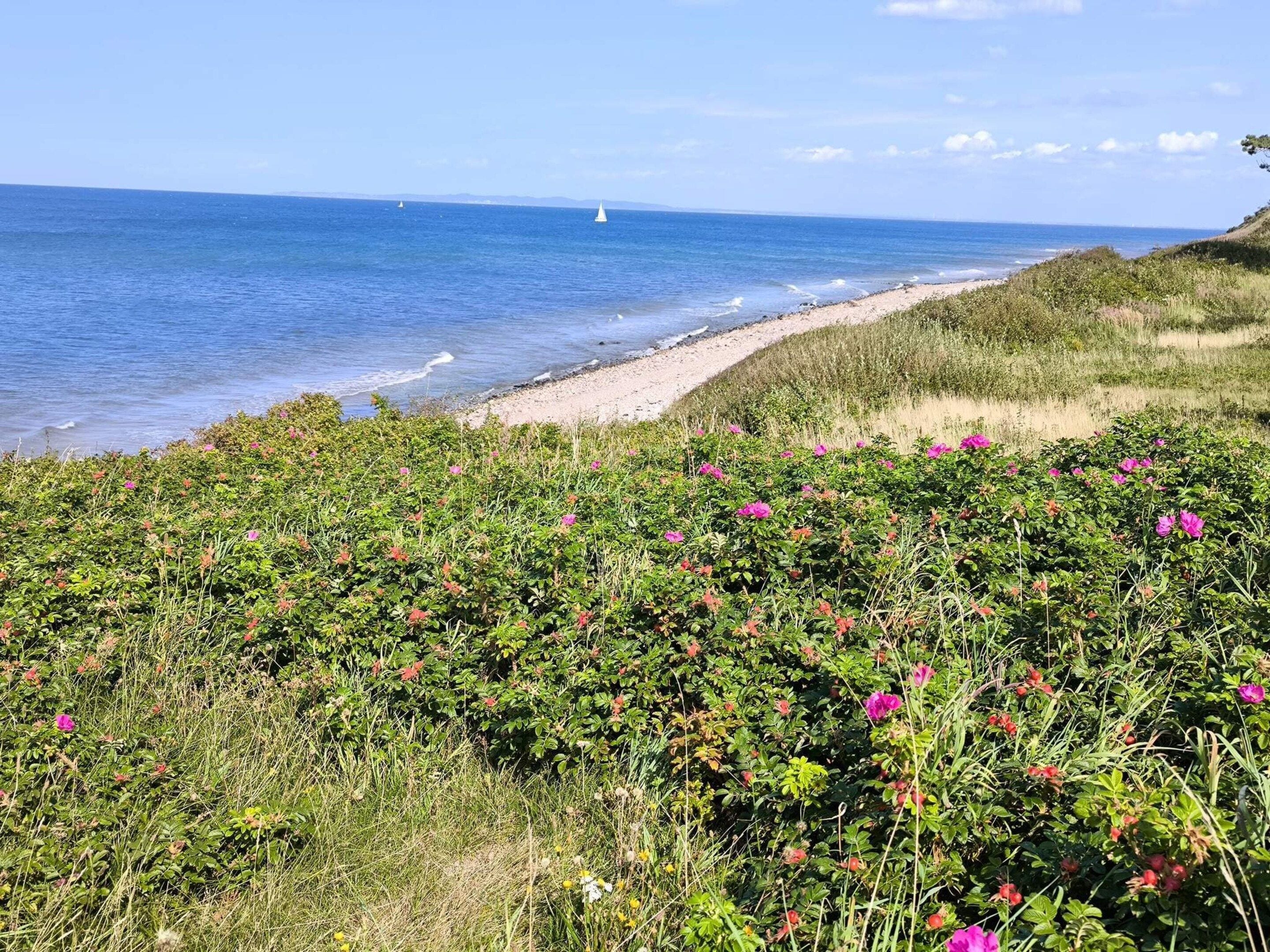 Un paysage côtier avec une plage de sable, une végétation verdoyante et l’océan.