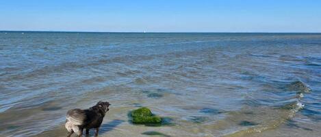 Een hond staat in ondiep water nabij een groene rots.