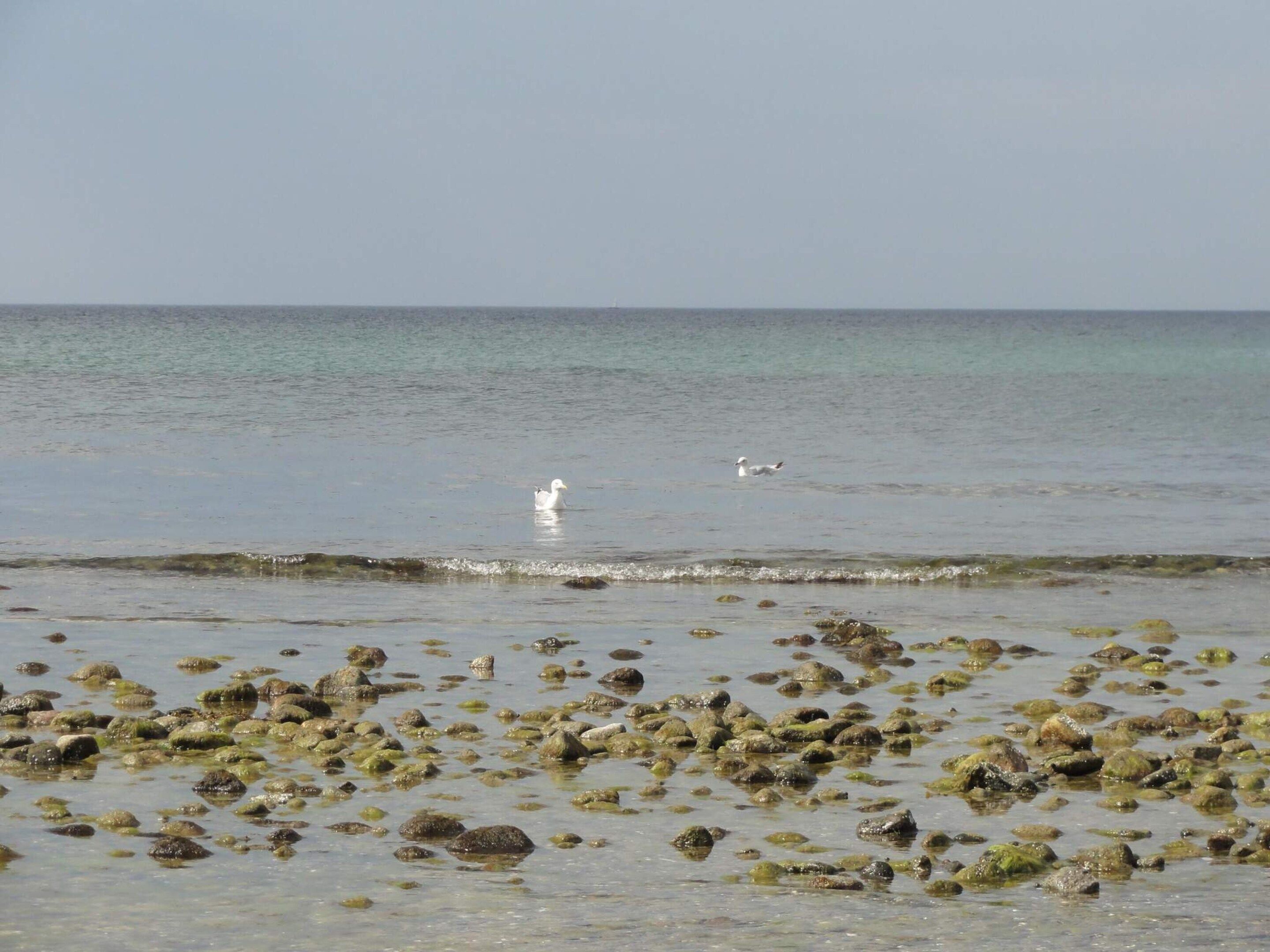 A beach with scattered rocks and calm water.