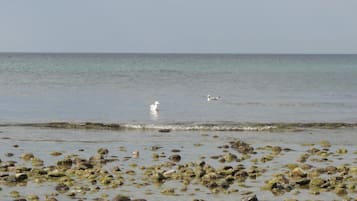 A beach with scattered rocks and calm water.