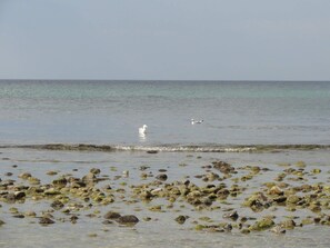 A beach with scattered rocks and calm water. - 5 Star Holiday Home in Liseleje (Liseleje)