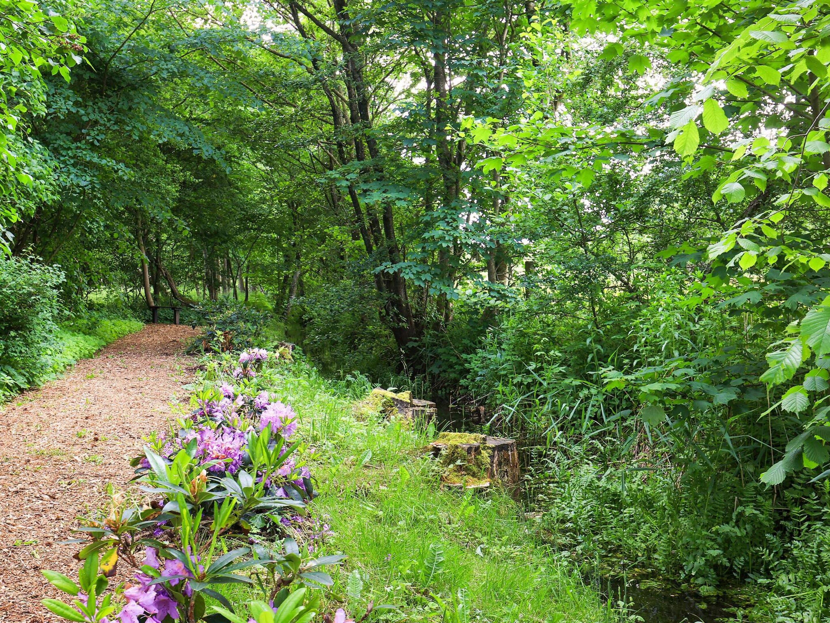 A forested path with a variety of greenery and a small flowerbed with purple flowers.