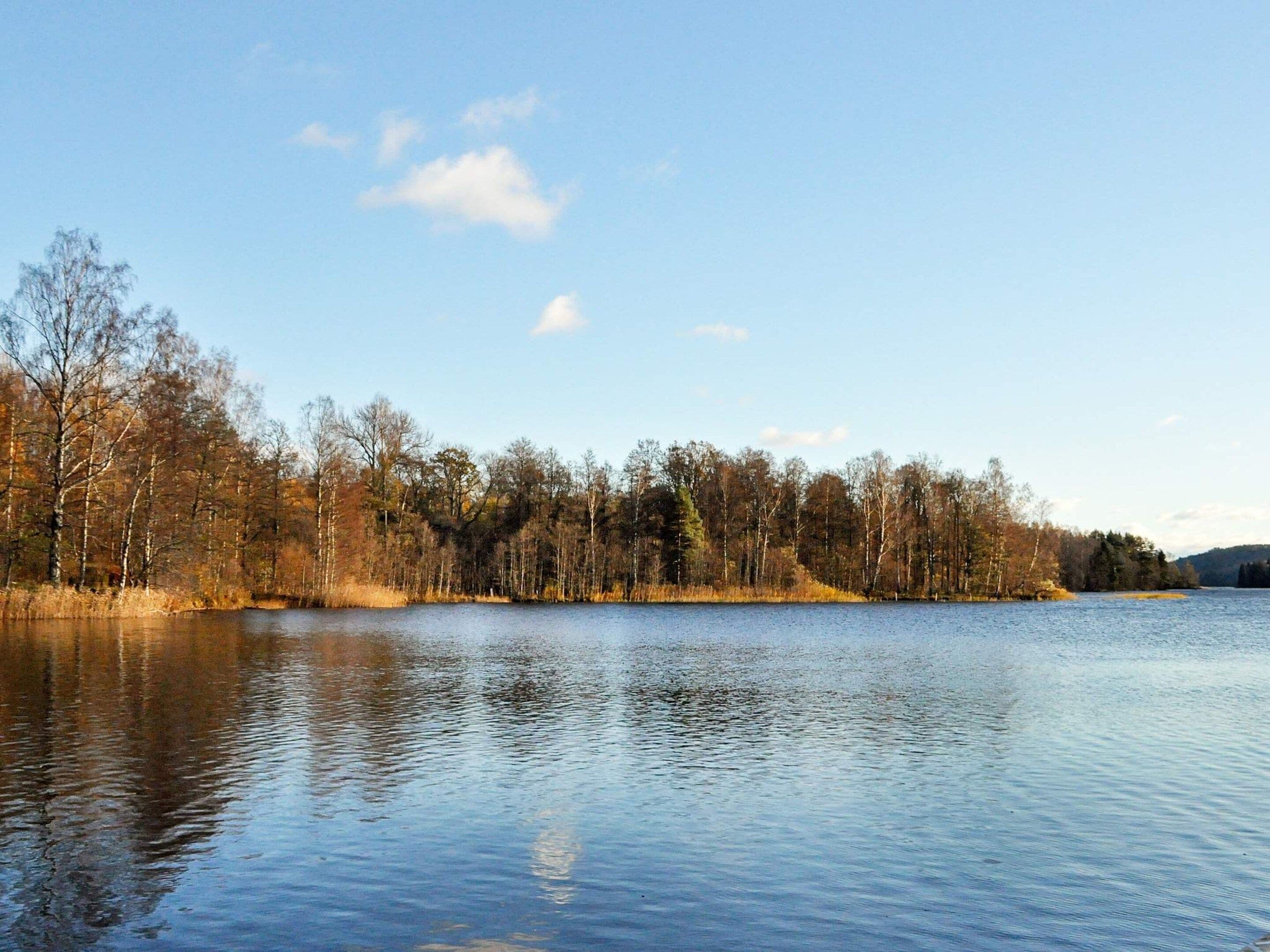 Un lago tranquilo con una orilla bordeada de bosque.