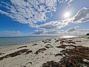 A beach with seaweed-covered sand and a clear sky.