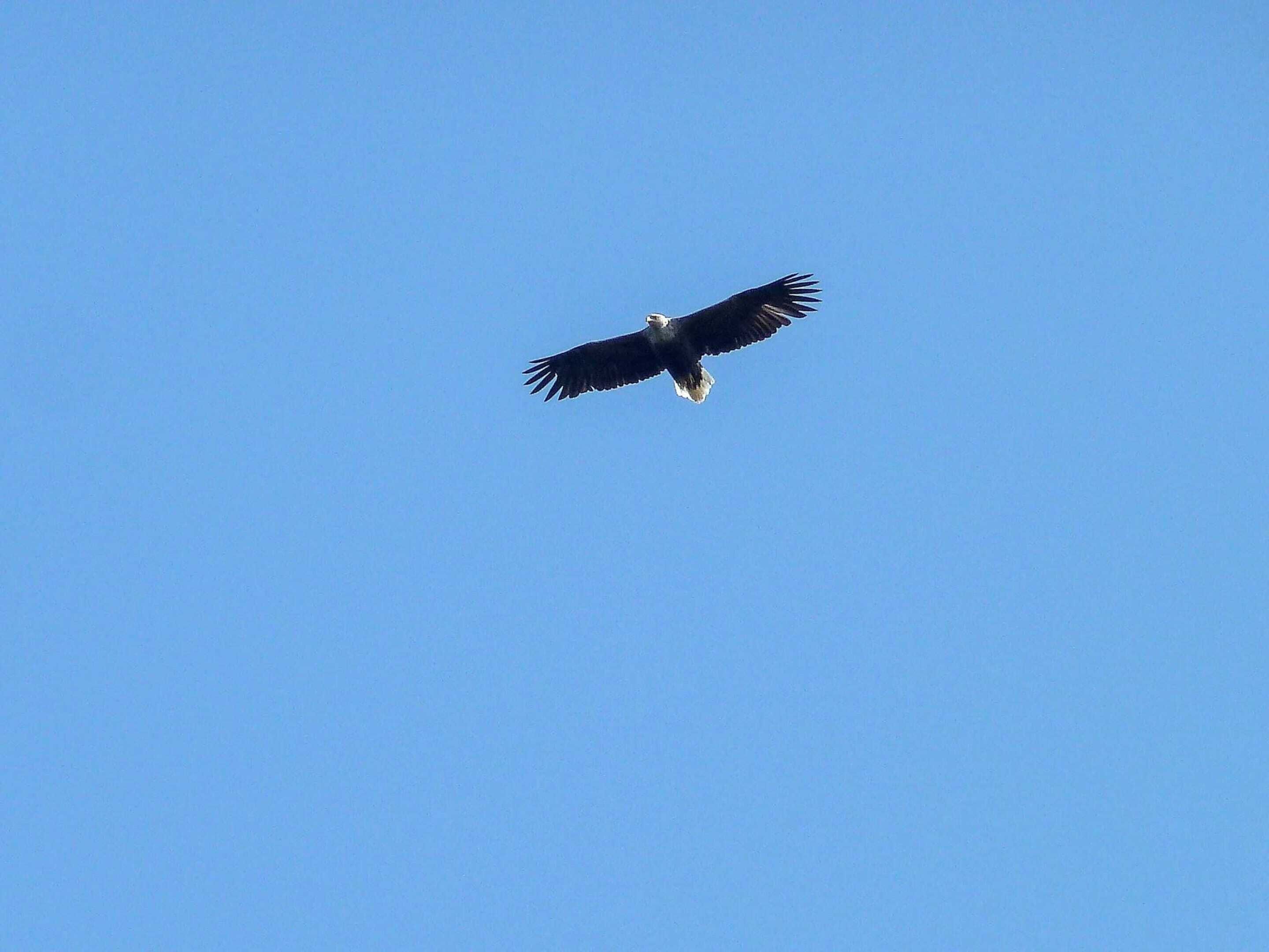 A bird in flight against a clear blue sky.