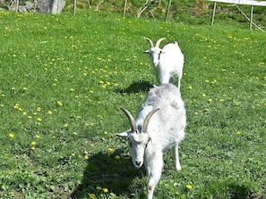 Apartment | Miscellaneous - 6 Person Holiday Home in Onarheim (Tysnes)