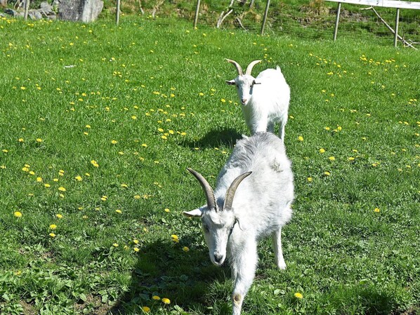 Two goats in a grassy field with yellow flowers. - 4 Star Holiday Home in Onarheim (Tysnes)