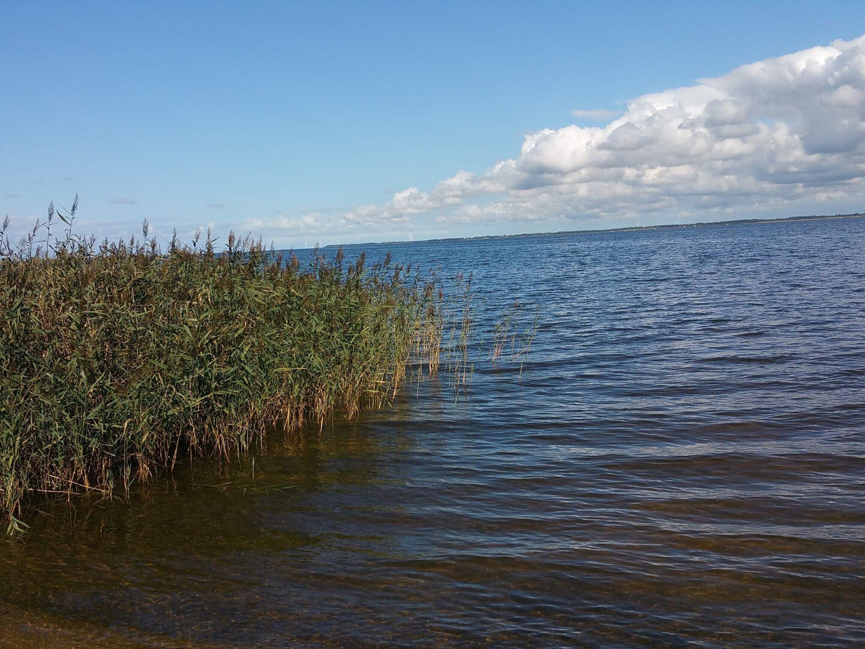 A calm body of water with reeds on the left and a clear sky.