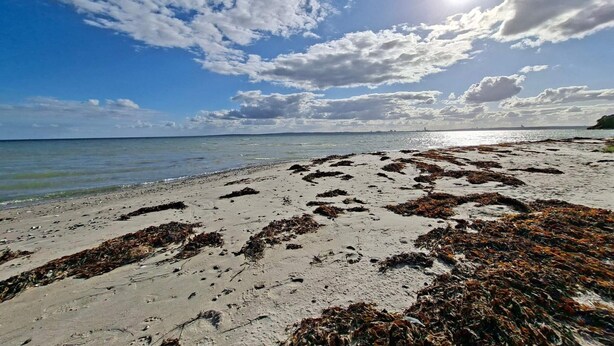 A beach with seaweed-covered sand and a clear sky. - 4 Star Holiday Home in Knebel (Knebel)