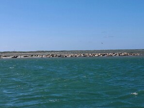 A coastal scene with a rocky shoreline and calm sea. - 6 Person Holiday Home in Thyboron (Thyborøn)