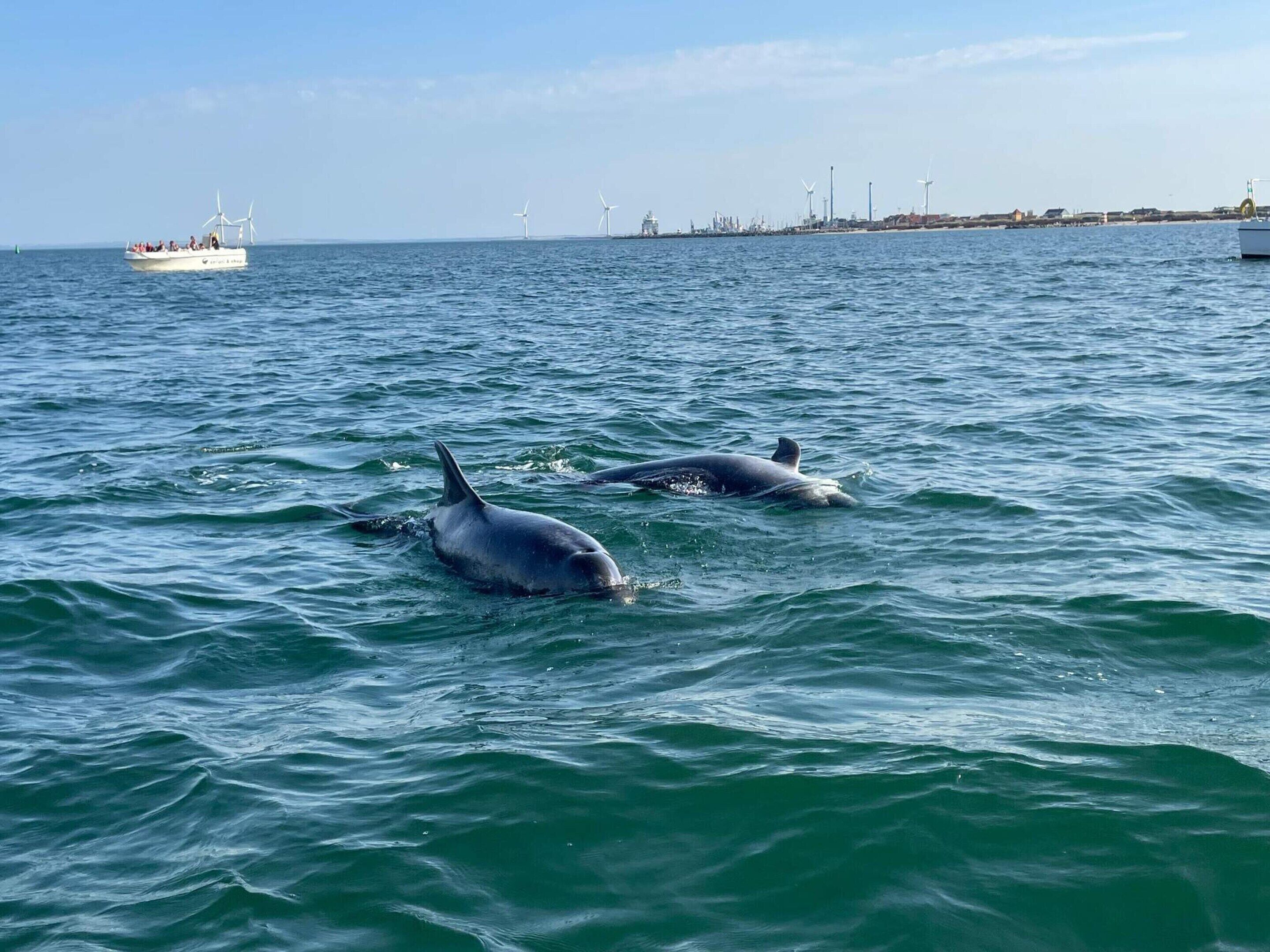Two dolphins swimming in the ocean with a boat and wind turbines in the background.