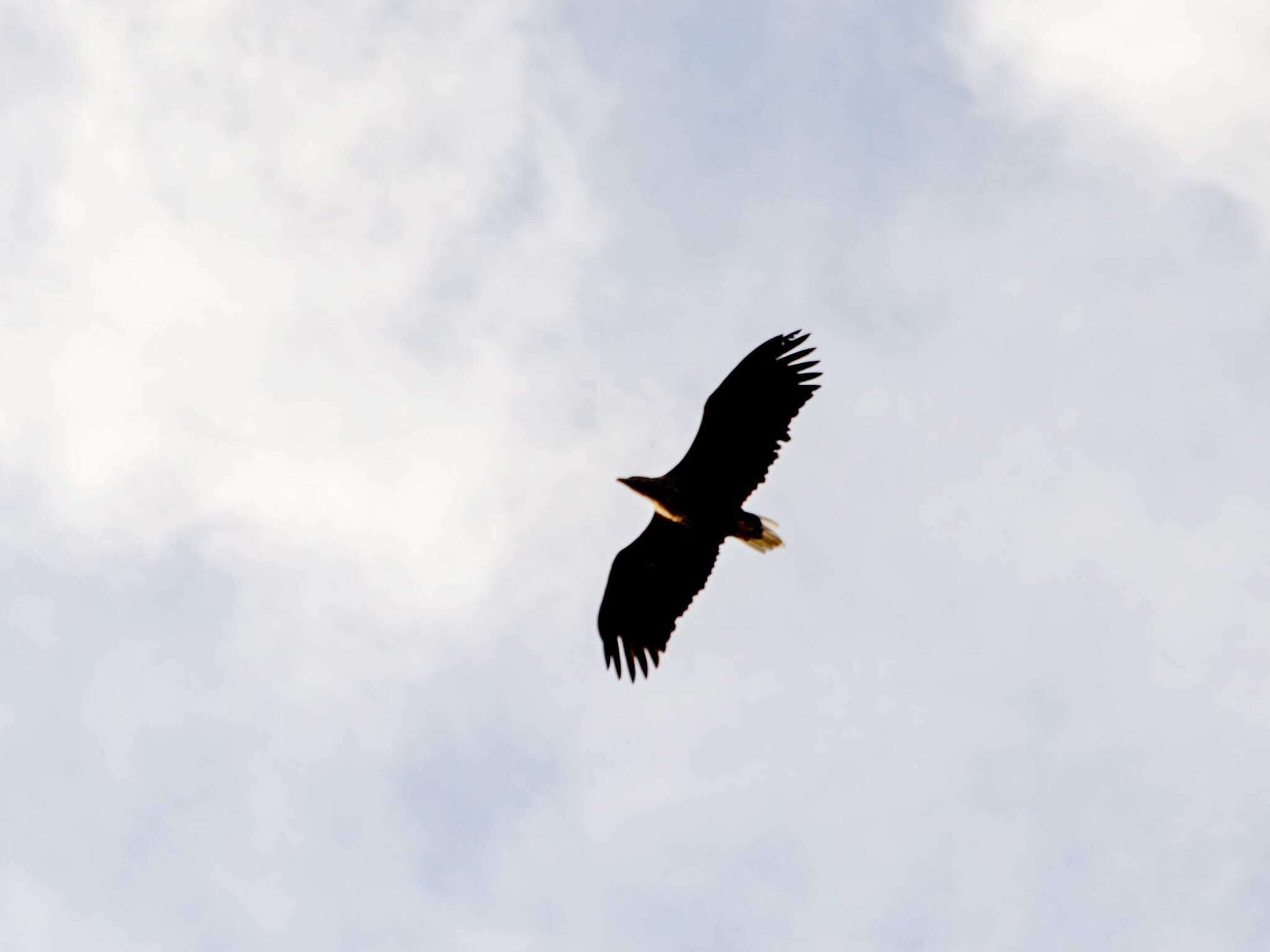Ein Vogel fliegt vor einem bewölkten Himmel.