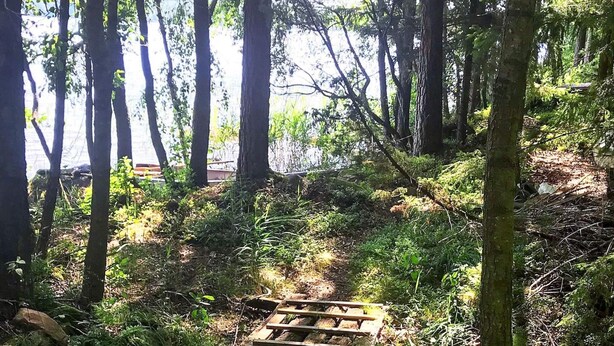 A forested area with a wooden structure, possibly a bench or platform, surrounded by tall trees and greenery.