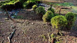 Un'area boschiva con un sentiero in pietra, alberi piccoli e terreno ricoperto di muschio.
