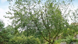Ein von Bäumen gesäumter Garten mit einem gepflasterten Weg und einer Steinsitzbank.