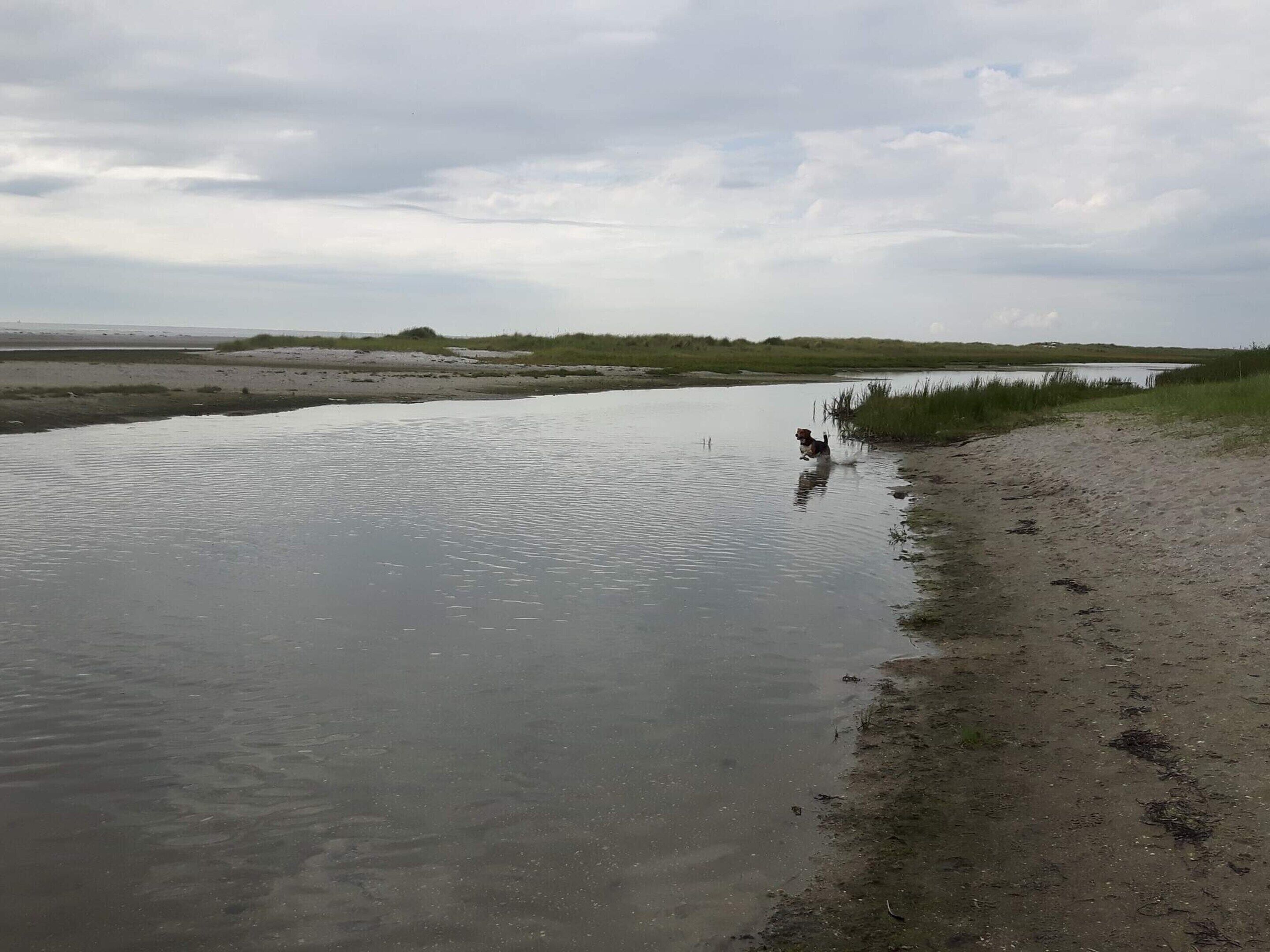 A riverbank with a dog running along the water's edge.