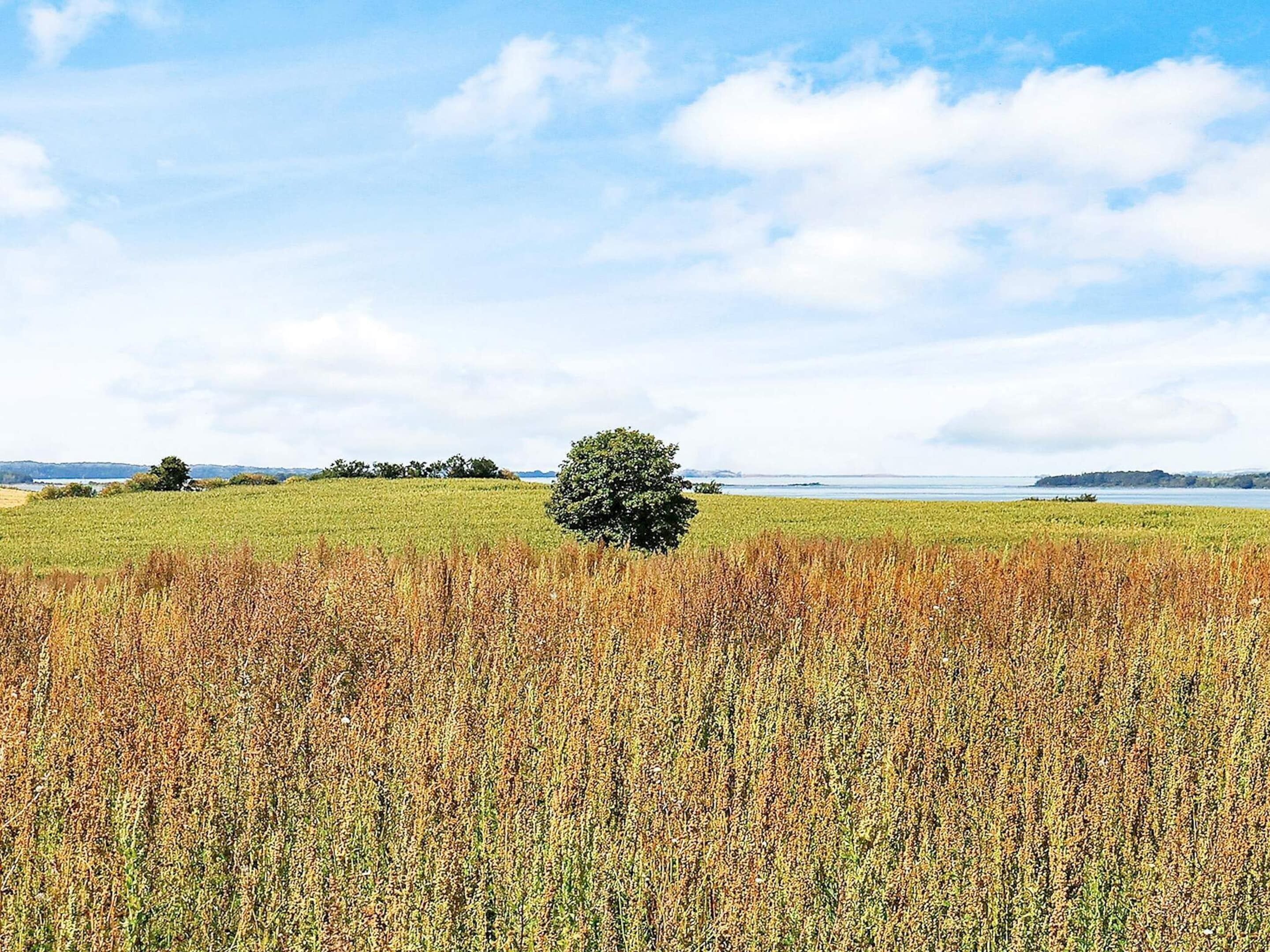 Um campo com uma única árvore ao centro e um corpo de água ao fundo.