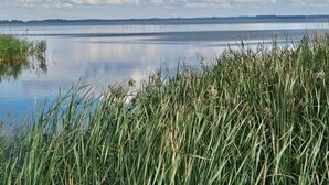 A calm lake with reeds in the foreground and a distant wind turbine. - Cozy Holiday Home in Ulfborg near Sea (Ulfborg)