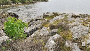 Uklassifisert bilde, 2 av 15, knapp