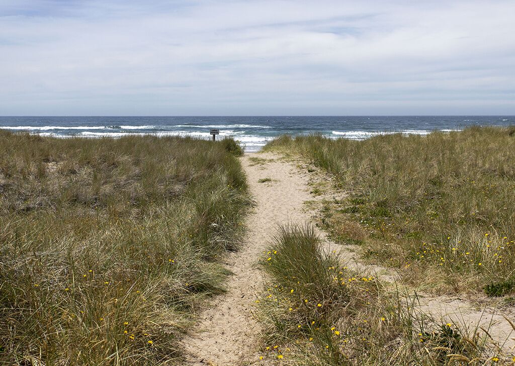 Un sendero arenoso que conduce al océano, rodeado de dunas cubiertas de hierba.