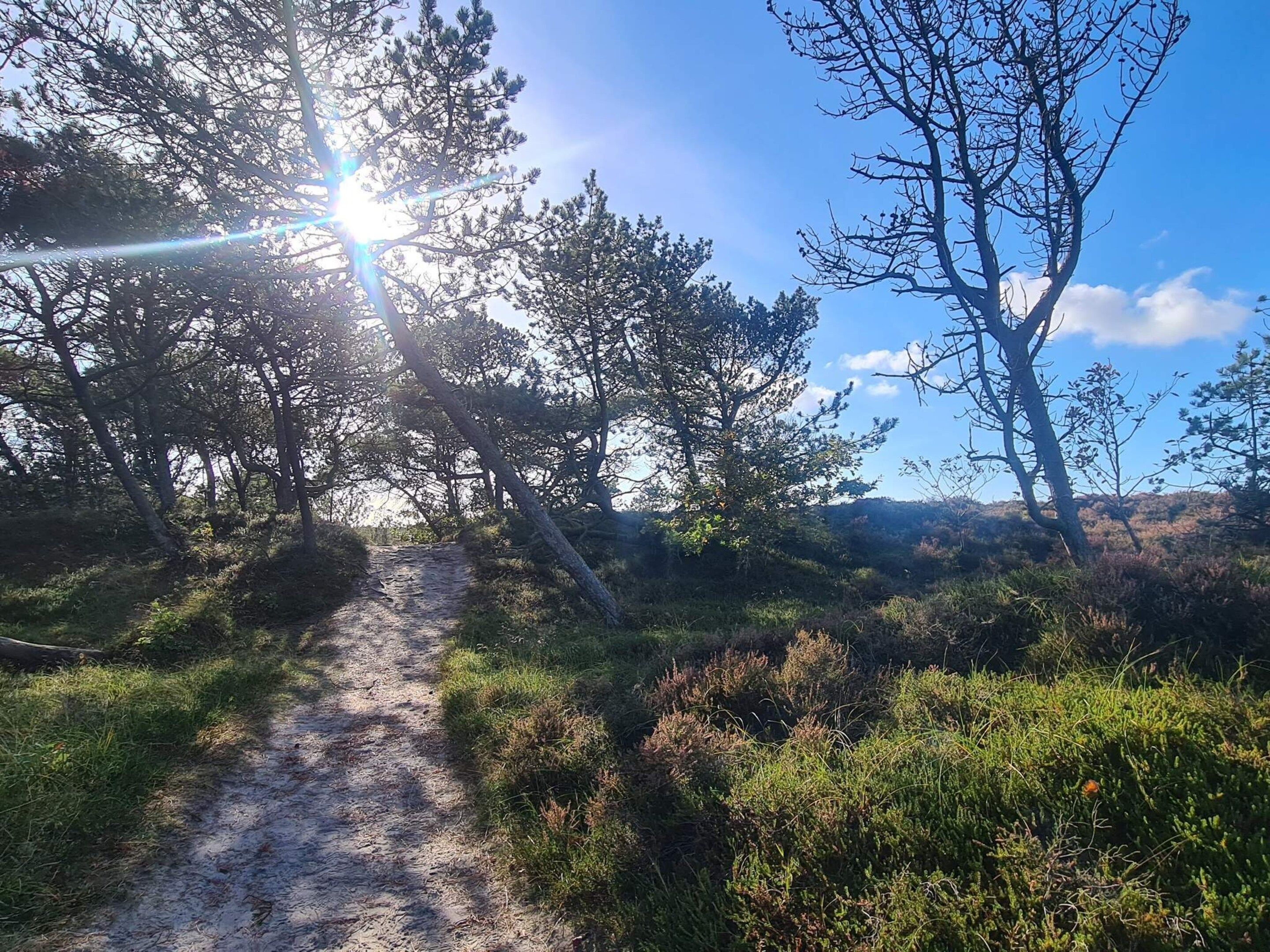 Uma trilha de terra serpenteando por uma floresta, com a luz do sol filtrando entre as árvores.