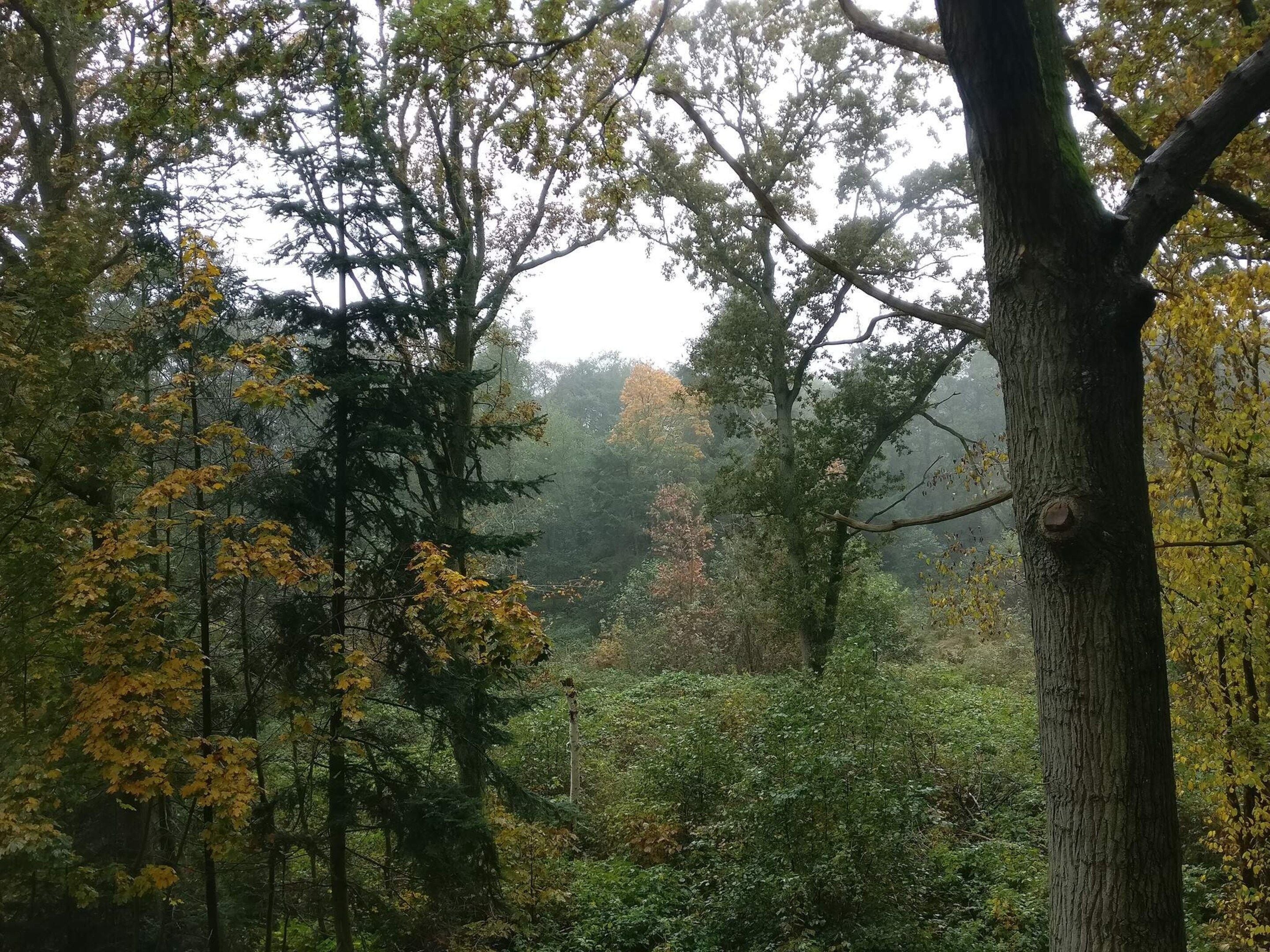 Une forêt dense, composée de différentes espèces d’arbres, dont certains arborent des feuilles jaunes, ce qui laisse supposer que l’automne approche.