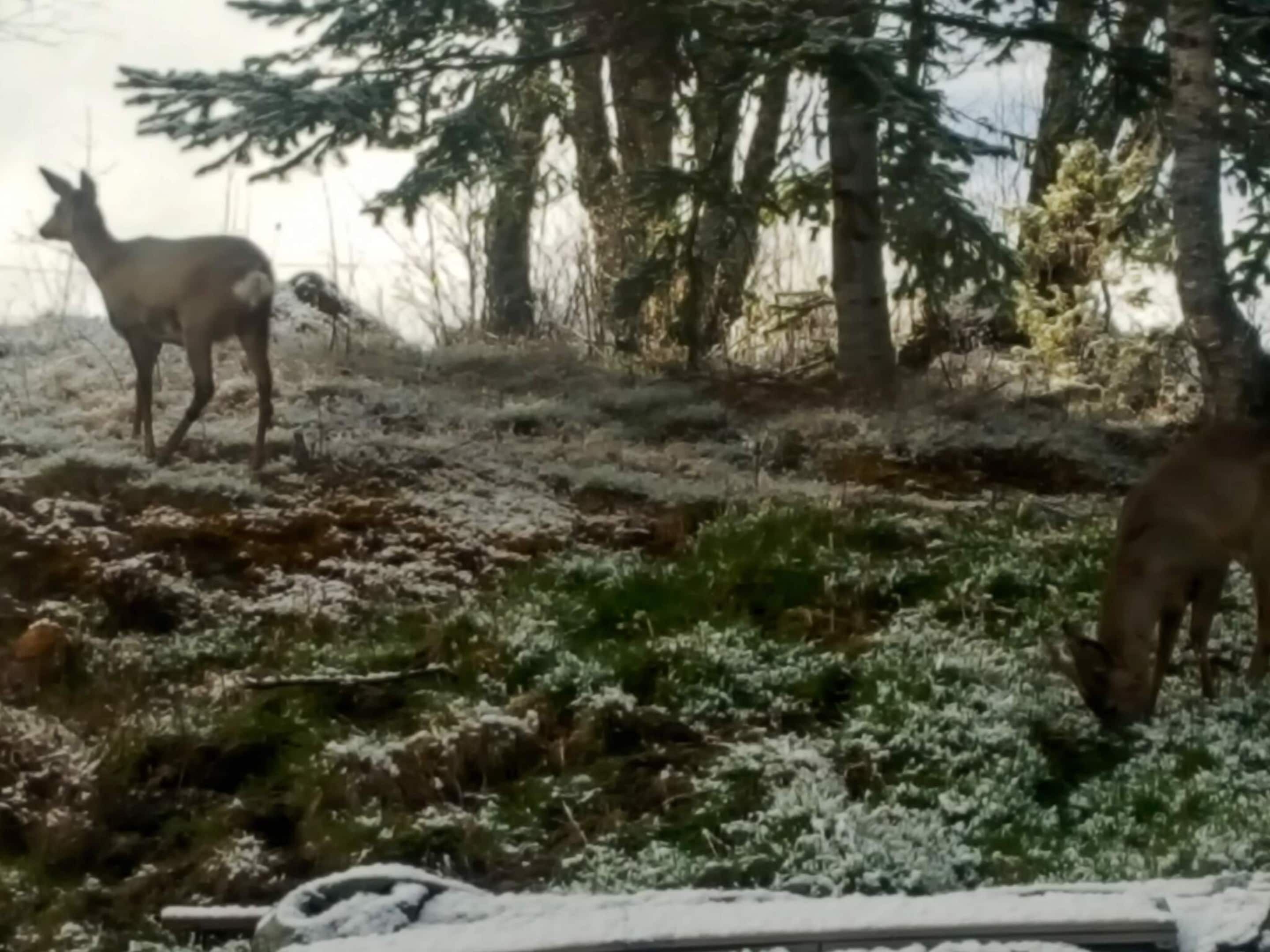 A deer standing on a frosty ground with trees in the background.