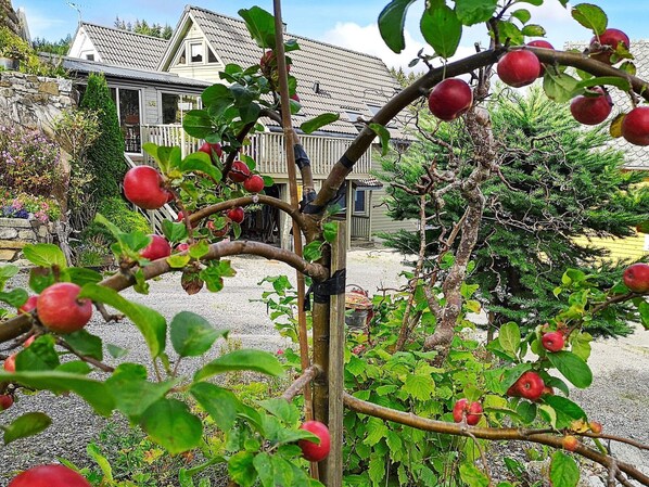 Un jardin avec des pommiers, une clôture en bois et une maison avec un toit en pente.
