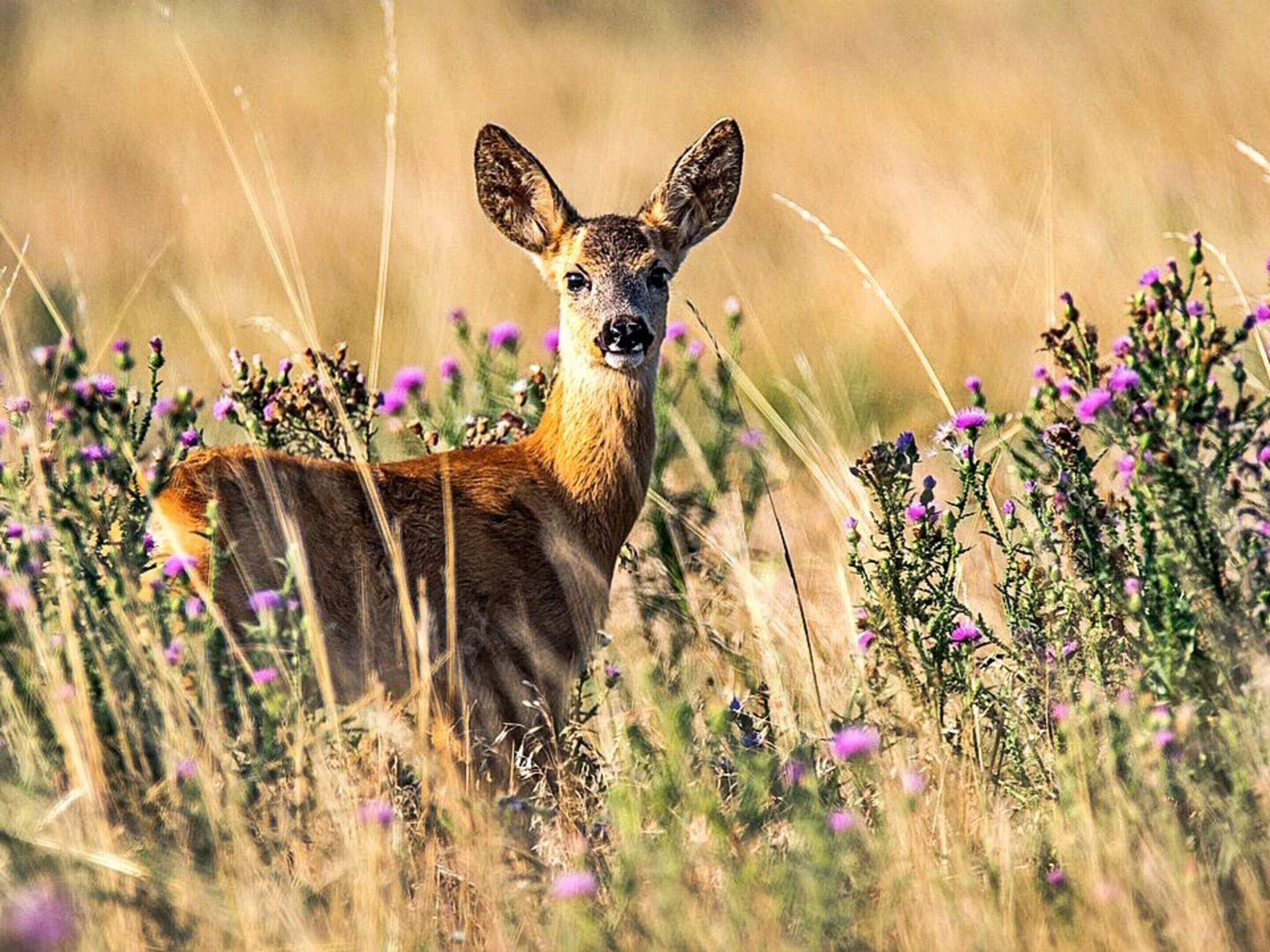 A deer in a field with purple flowers.