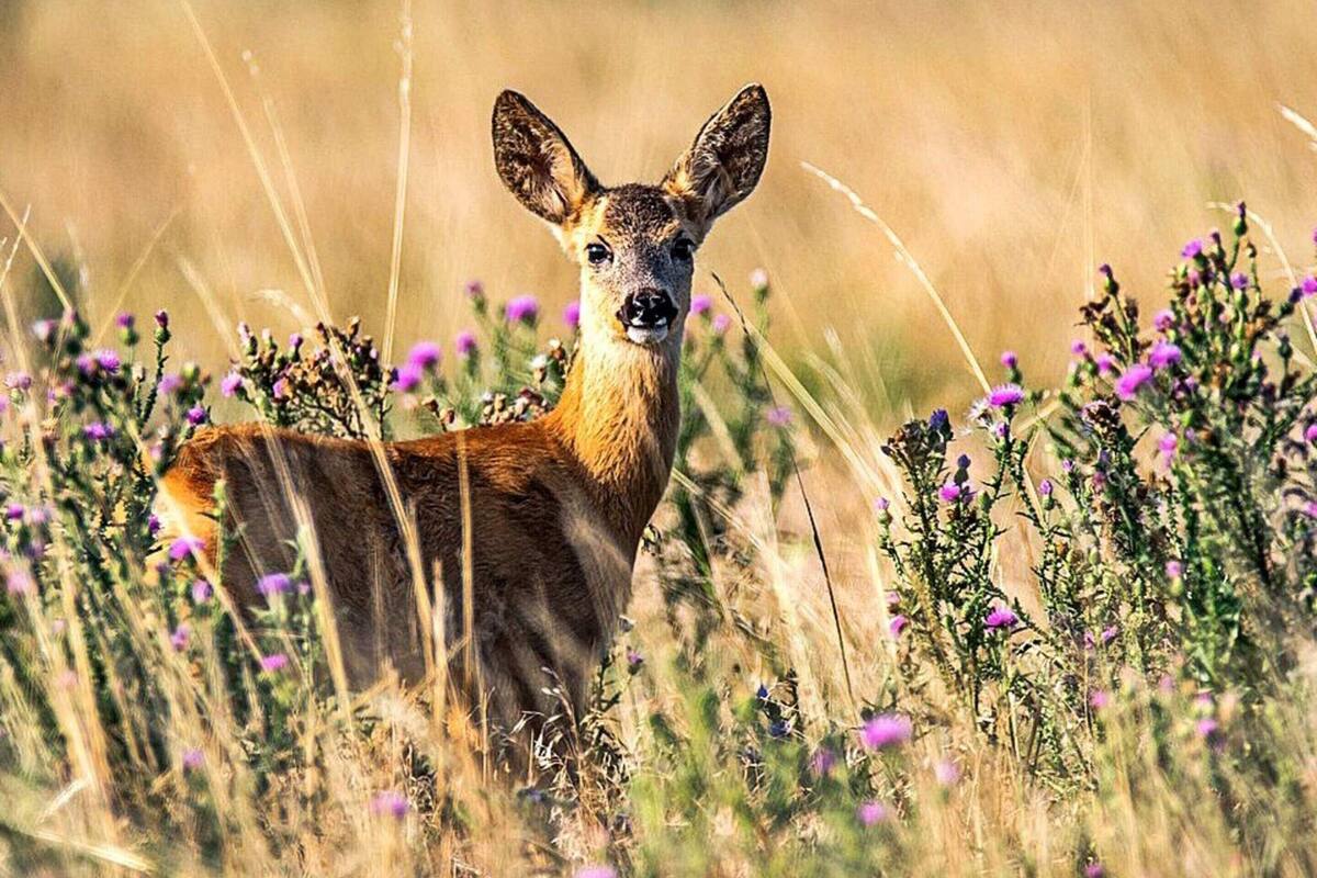 A deer in a field with purple flowers.