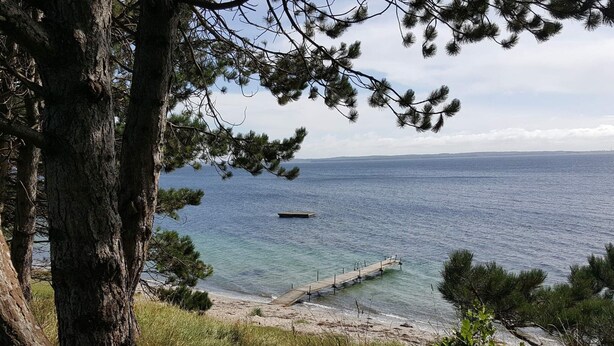 Ein Küstenblick mit einer hölzernen Pier, die sich ins Meer erstreckt, umgeben von Kiefern und Grasland.