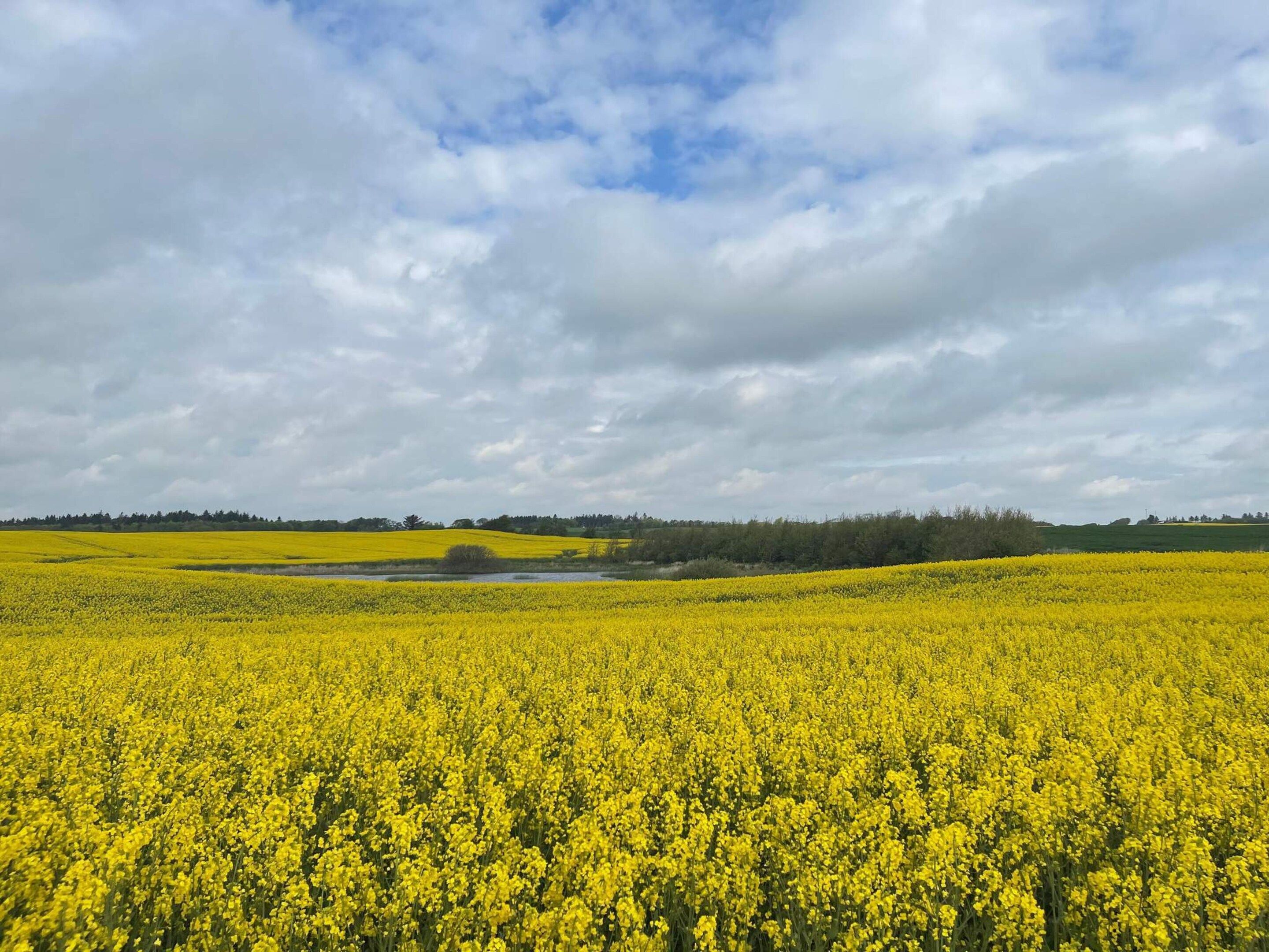 Un vaste champ de fleurs jaunes sous un ciel nuageux.