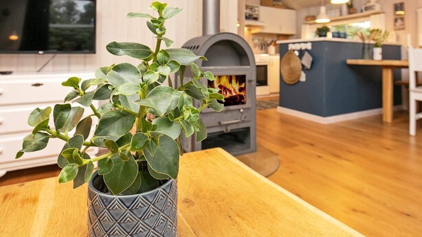 A modern living room with a wooden floor, a TV, a fireplace, and a potted plant. - Spacious Holiday Home in Jutland With Outdoor Whirlpool (Pandrup)