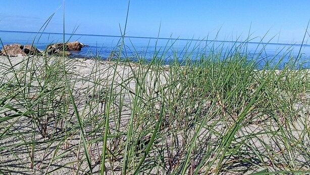 A beach with sand and grass in the foreground and a clear blue sky. - 5 Person Holiday Home in Otterup (Otterup)