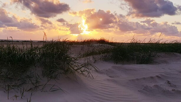 Ein Strand mit Dünen und Gras.