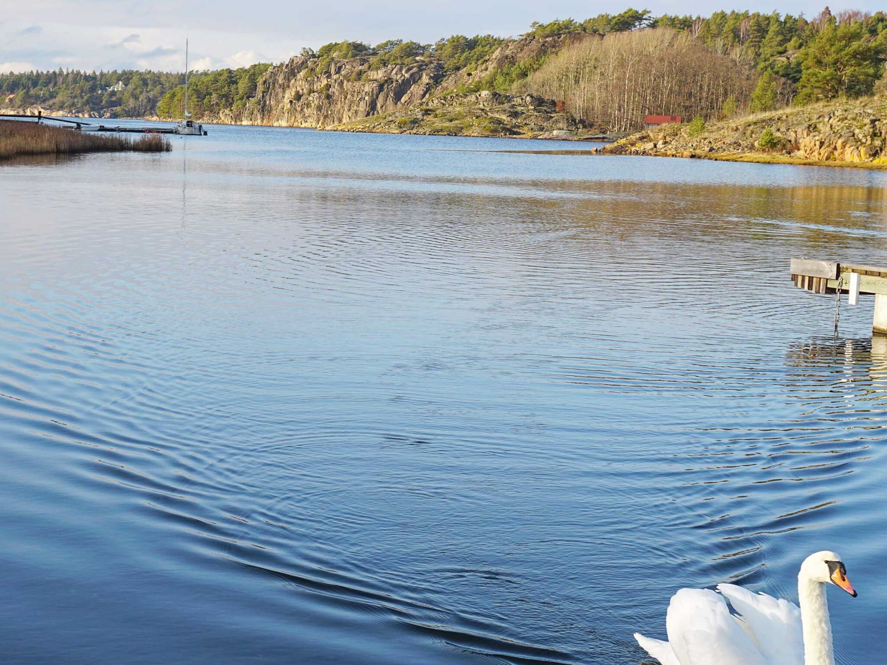 A calm lake with a swan and a dock extending into the water.