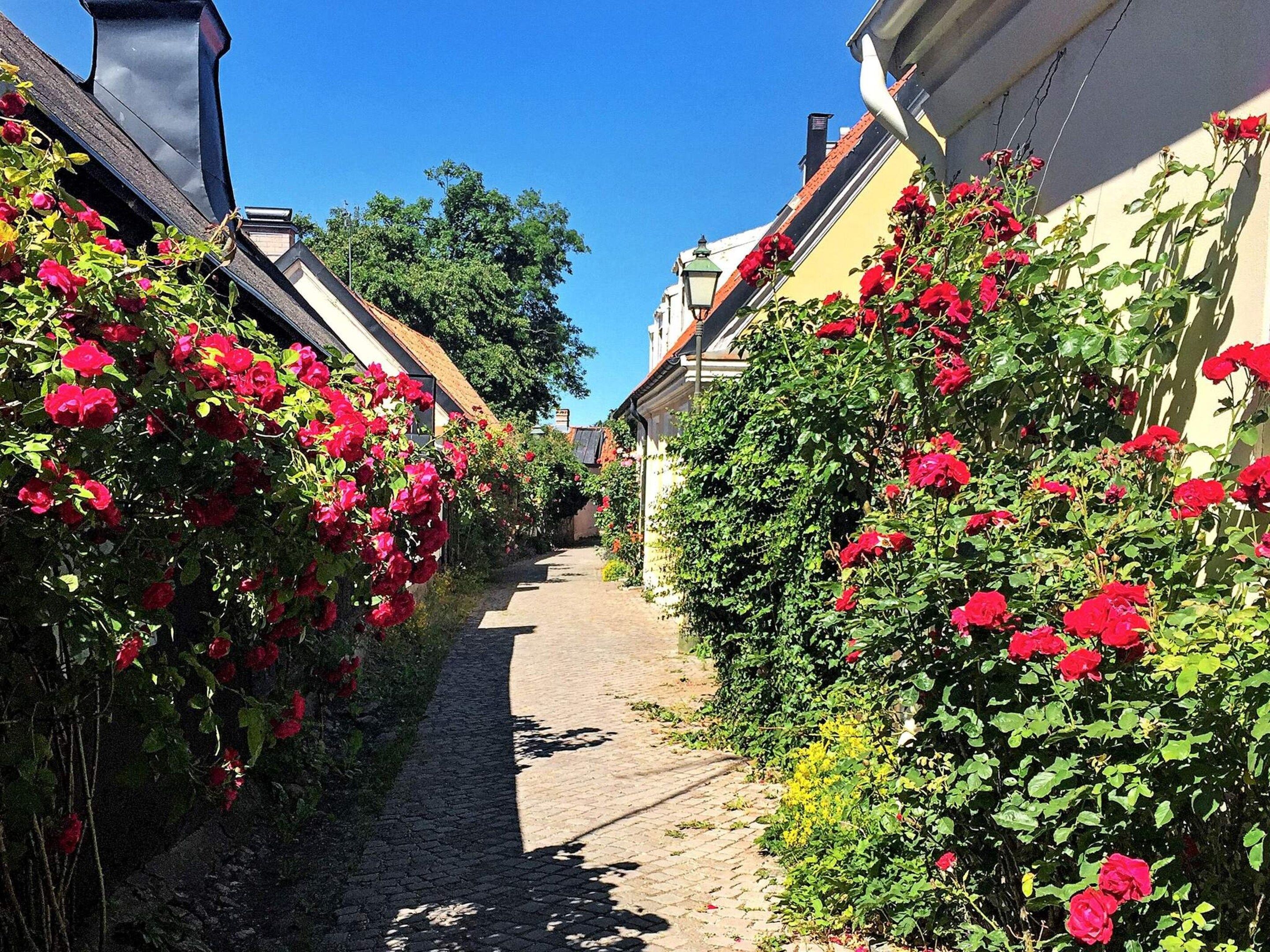 A narrow cobblestone street flanked by buildings with red flowering plants.