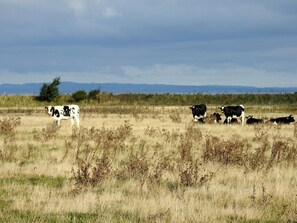 House | Miscellaneous