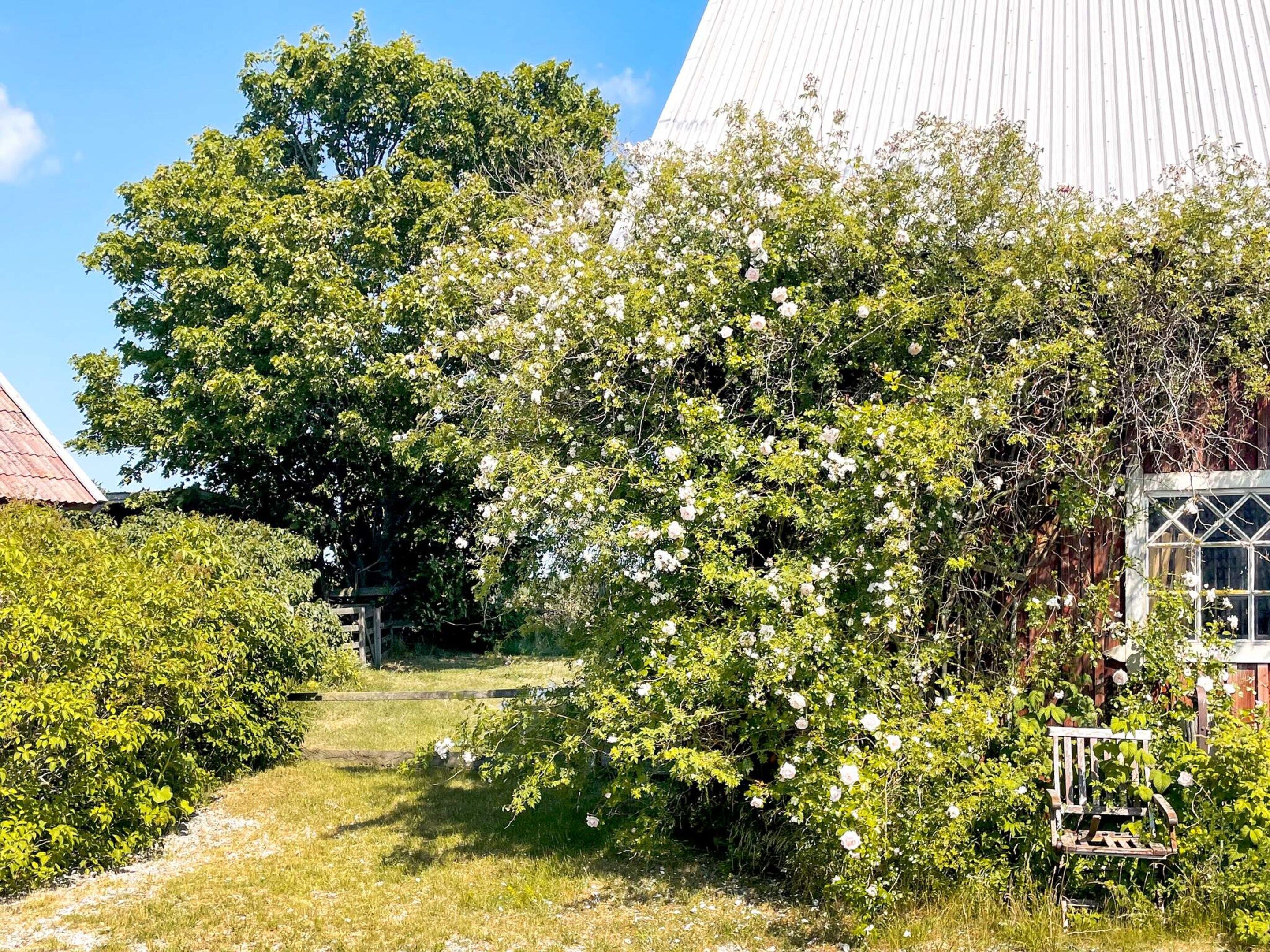A garden with a pathway leading to a wooden bench.