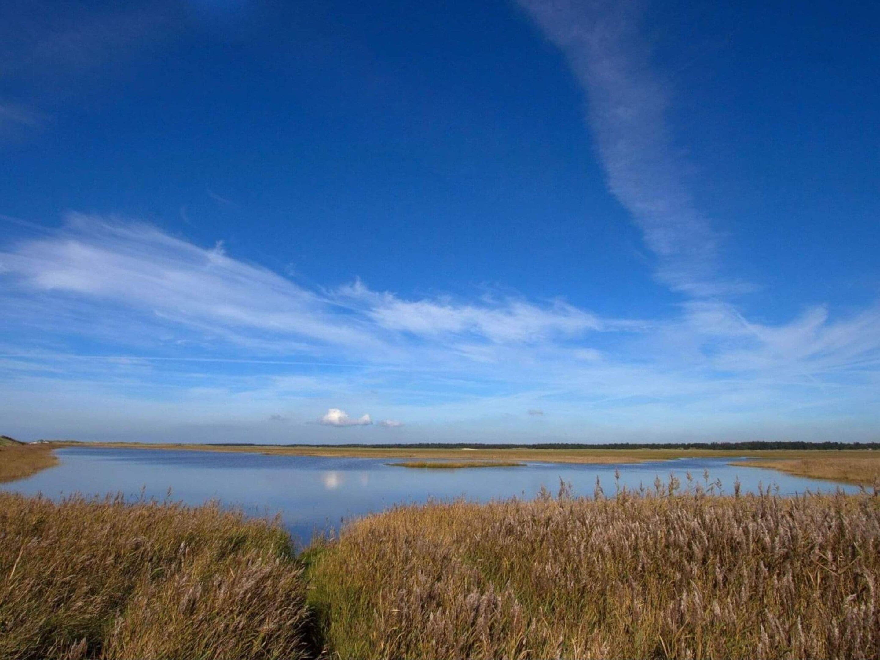 Un paisaje de humedal tranquilo con cielo despejado y una superficie acuática en calma.