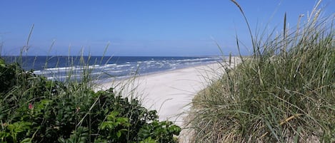 A beach with waves, a clear sky, and dense vegetation in the foreground.