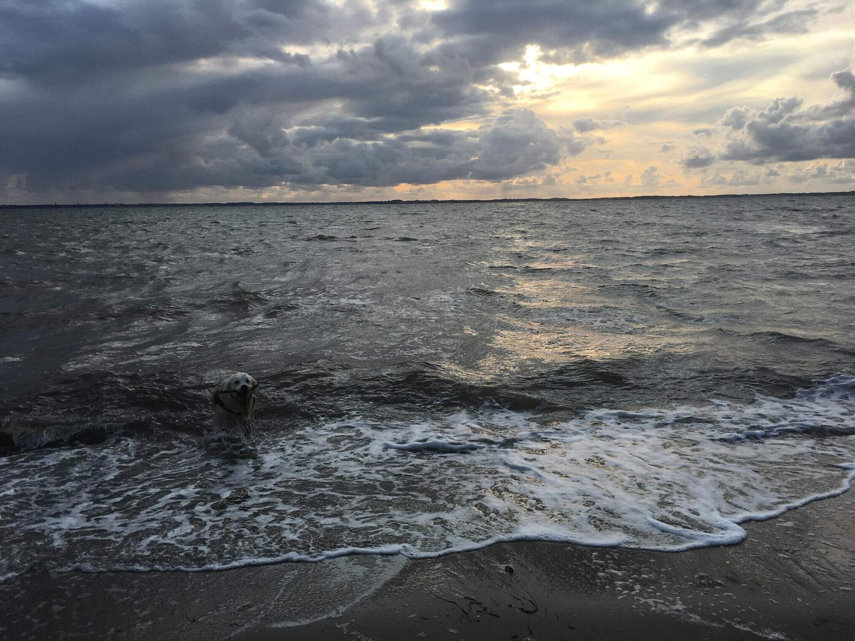 A beach with waves and a dog.